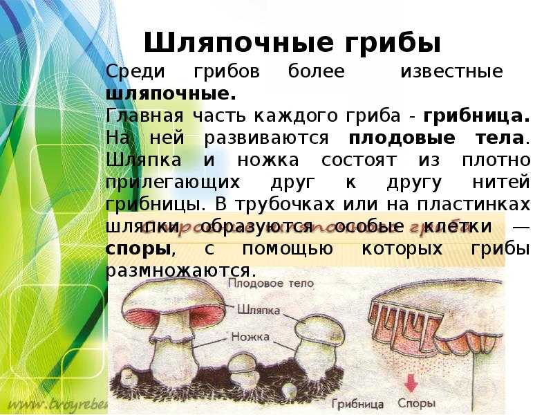Плесневые грибы - сообщение доклад 5, 7 класс