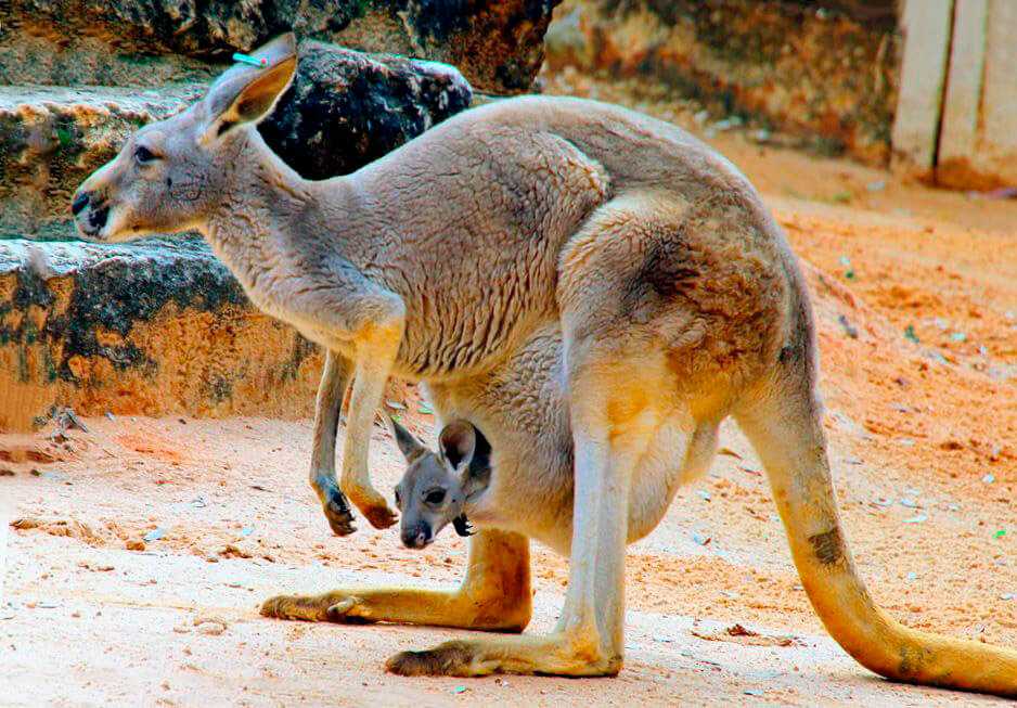 Древесный кенгуру. образ жизни и среда обитания древесного кенгуру | животный мир