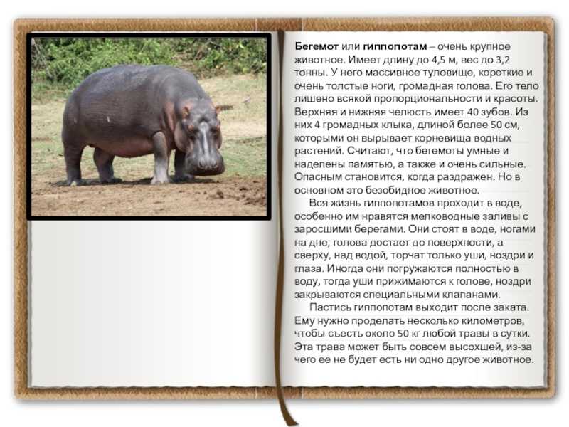 Карликовый бегемот - pygmy hippopotamus - abcdef.wiki