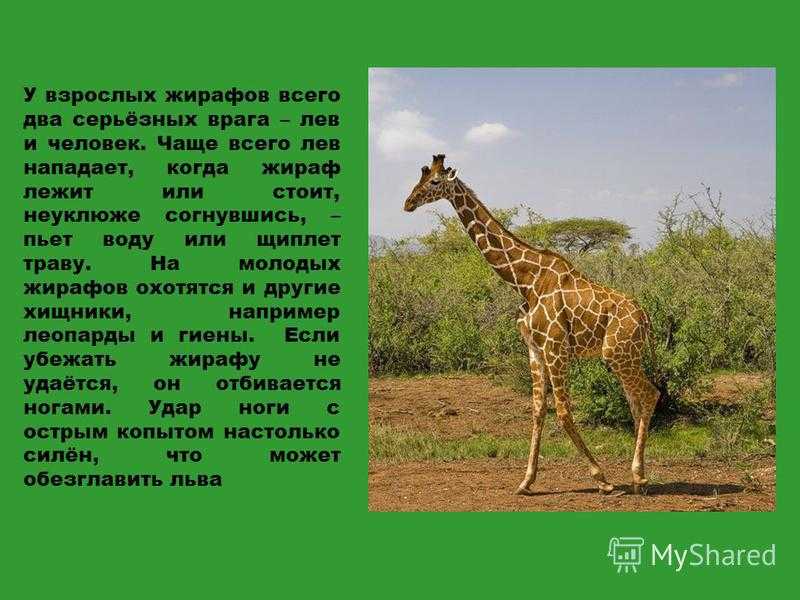 Жираф: описание животного, среда обитания, чем питается