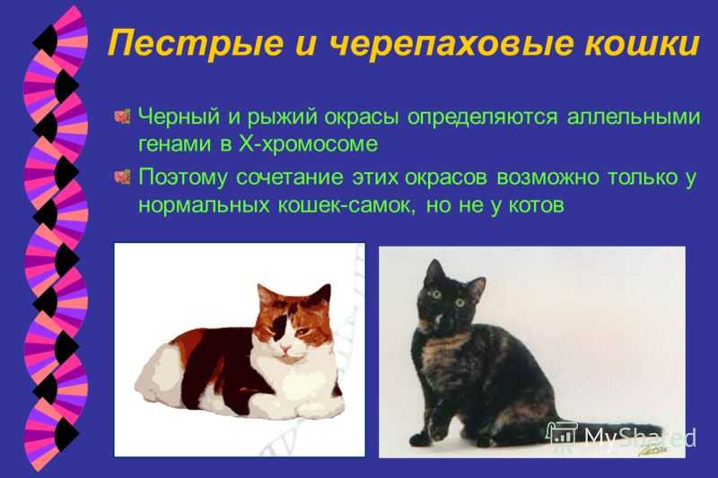Самые редкие породы кошек в мире: список и описаниесамые редкие породы кошек в мире: список и описание
