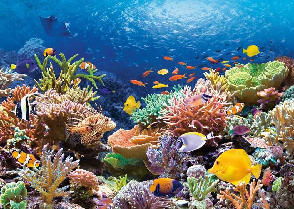 Кораллы: характеристика, среда обитания, размножение, питание - наука - 2022