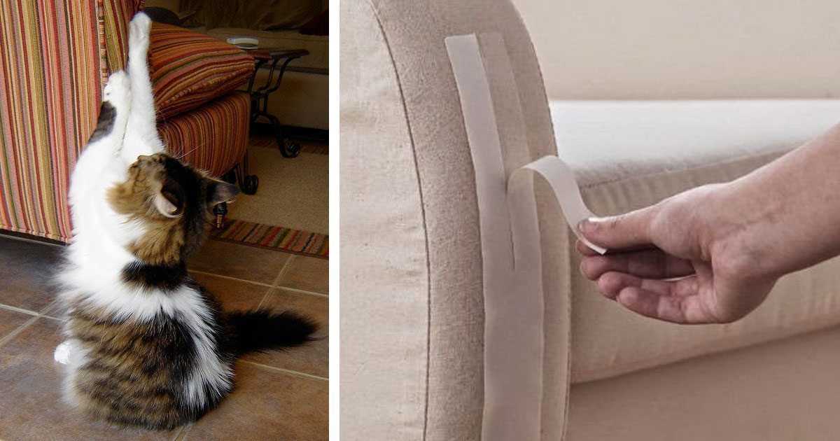 Советы, как отучить кота царапать мебель и обои