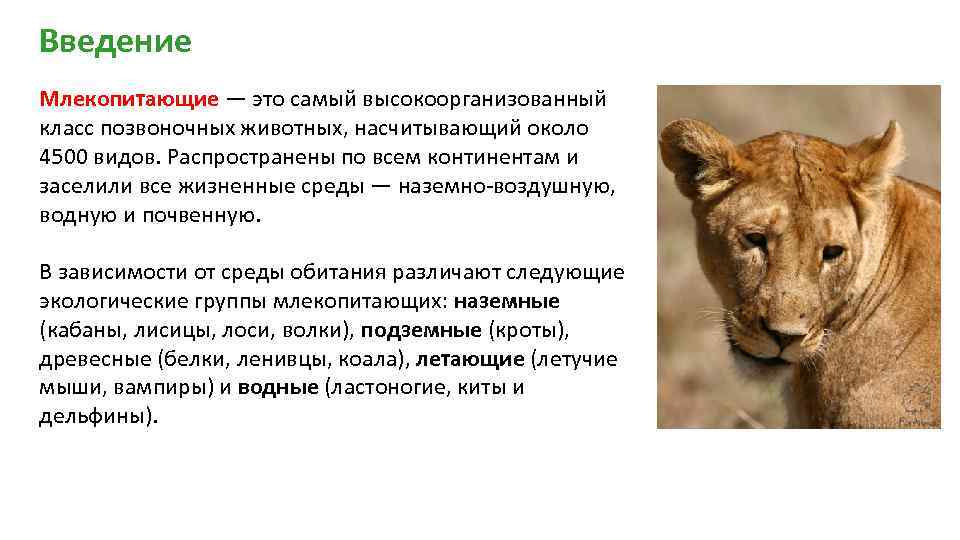 Странные и редкие животные, о которых вы не знали • всезнаешь.ру