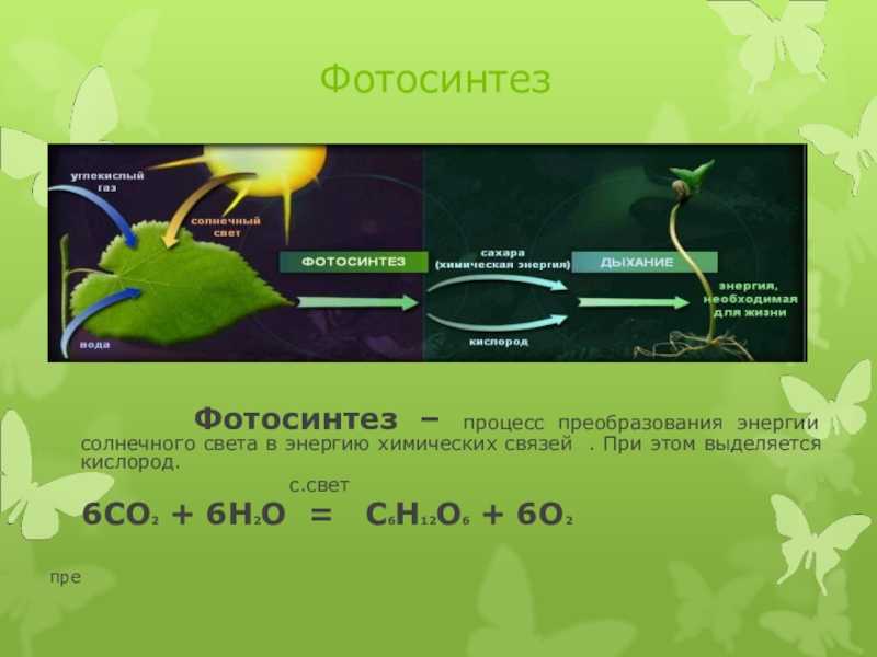 Поглощение углекислого газа и выделение кислорода растениями - фотосинтез