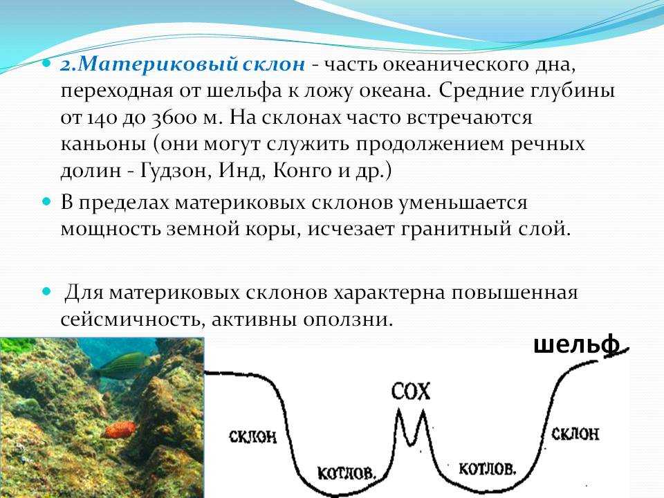 Самое глубокое дно мирового океана: где находится, особенности флоры и фауны | tvercult.ru