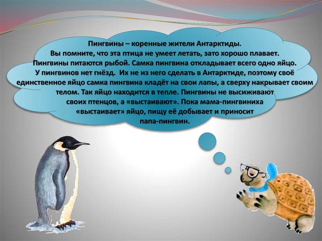 Любопытные факты о пингвинах :: инфониак
