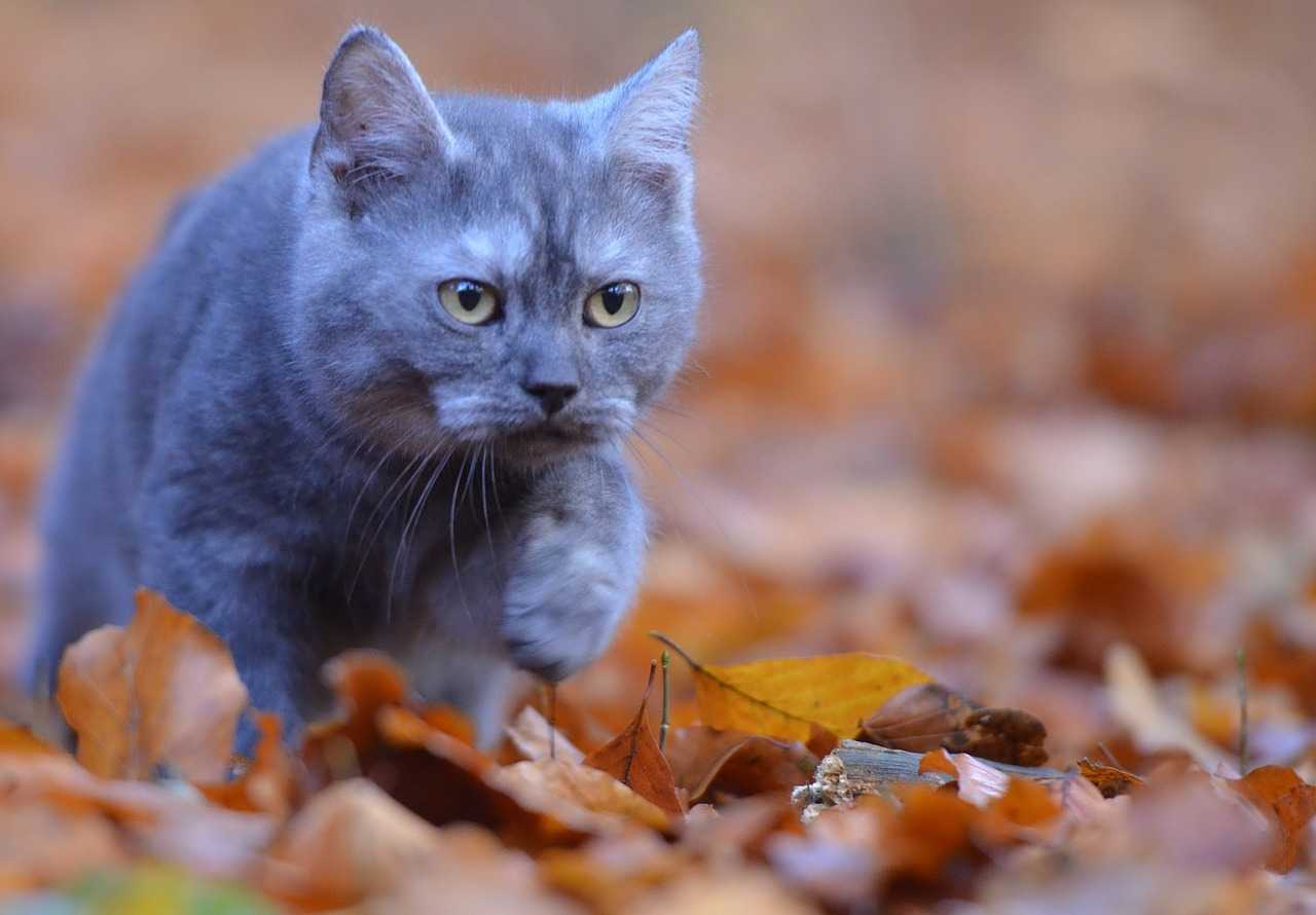 Обзор серых пород кошек – происхождение и особенности содержания серебристых котиков