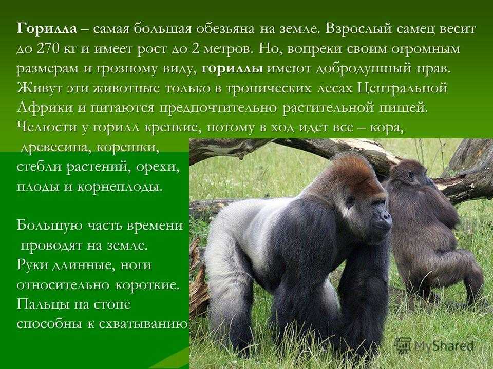 Горилла обезьяна. образ жизни и среда обитания гориллы | животный мир