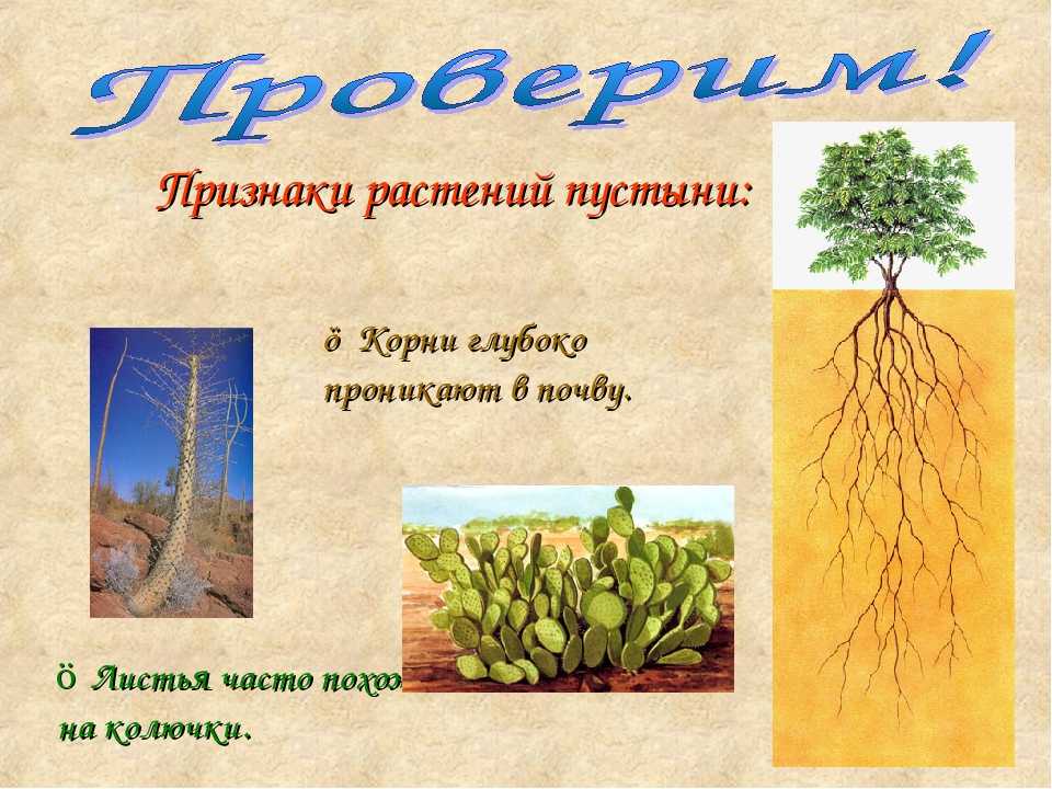 Растения пустыни 5 класс биология. Растения пустыни. Приспособления растений в пустыне. Приспособление растений в пустынях и полупустынях. Признаки растений пустыни.