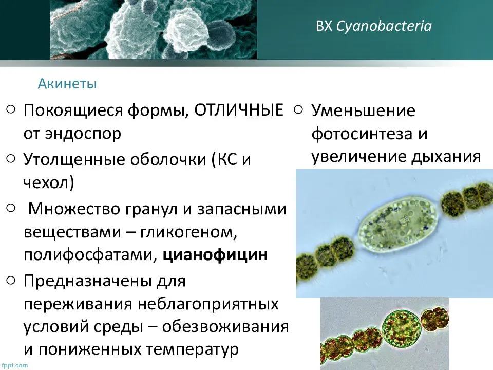 Группы организмов цианобактерии. Покоящиеся формы цианобактерий. Цианобактерии и протисты. Цианобактерии бациллы. Клеточная стенка цианобактерий.