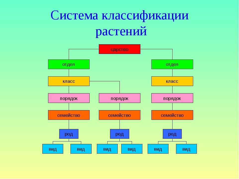 Какому виду относится группа. Царства отделы классы род вид растений. Царство растений классификация схема. Схема царство отдел класс порядок семейство род вид с растениями. Систематика растений царство отделы.