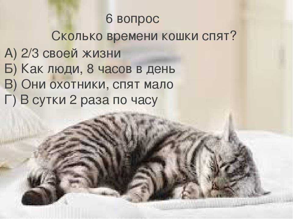 Сколько спят кошки, коты и котята в сутки и за всю жизнь