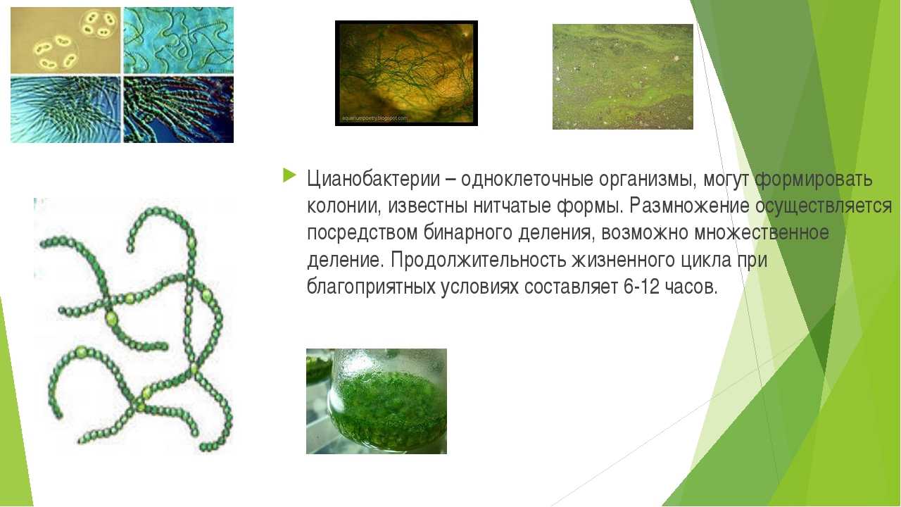 Одноклеточные водоросли цианобактерии