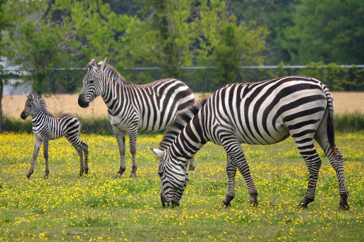 Зебра горная (equus zebra): фото, виды, интересные факты