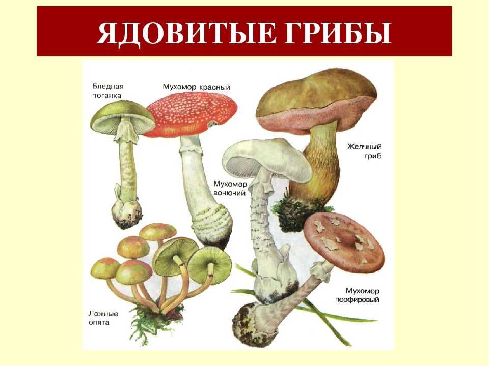 Проект про ядовитые грибы