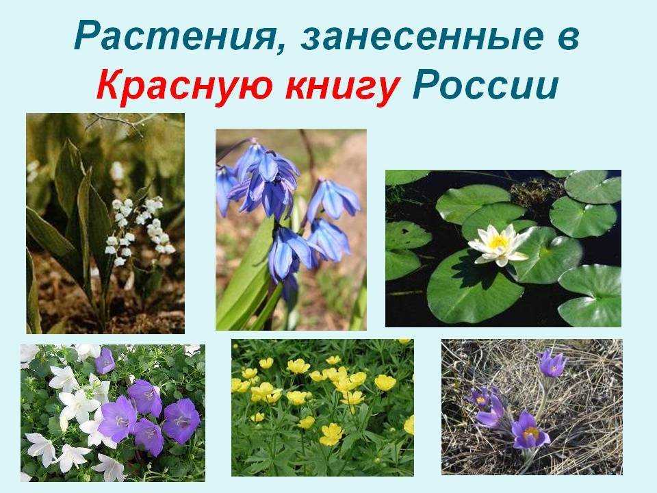 Список редких растений
