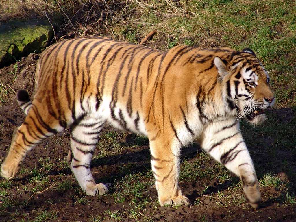 ОТВЕТ: В 2010 году численность тигров составляла 3 200 особей По состоянию на апрель 2016 года в мире насчитывалось