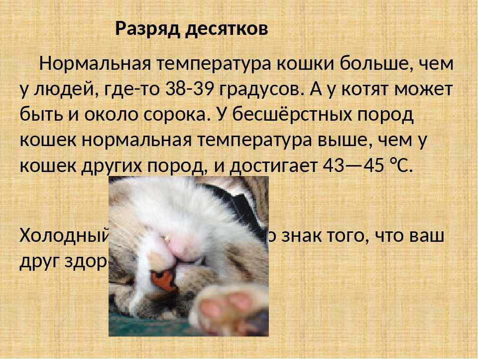 Температура у кошек [нормальная, повышенная, пониженная]