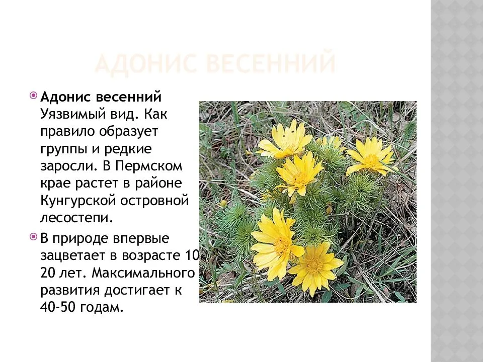 В статье представлена выборочная подборка краснокнижных животных Пермского края, с кратким описанием и фото