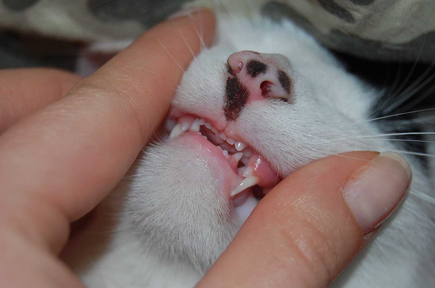 Когда (в каком возрасте) у котят меняются зубы на постоянные, почему у кошек и котов выпадают зубы