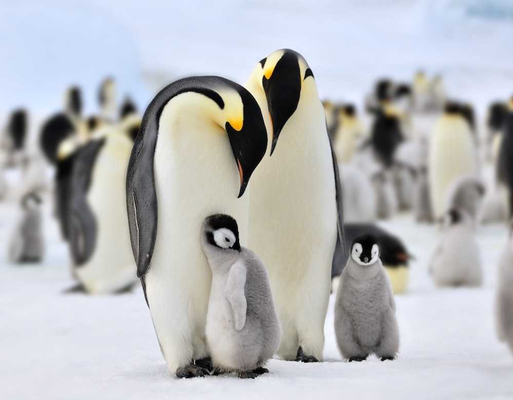 Королевский пингвин. описание, особенности, виды, образ жизни и среда обитания птицы