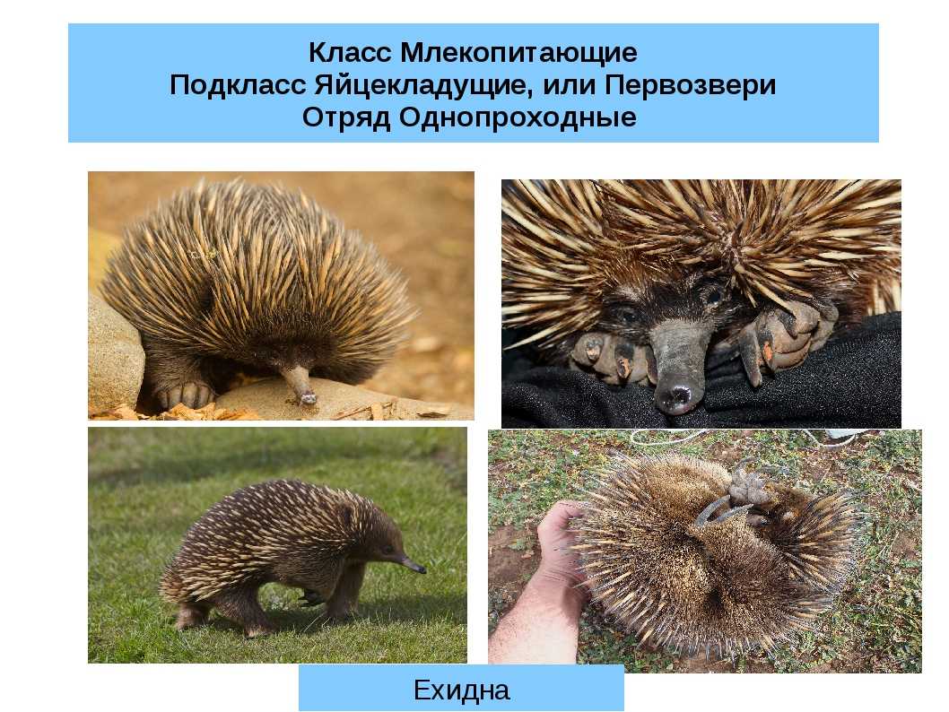 Отряд однопроходные или яйцекладущие млекопитающие - характеристика, особенности, виды и фото