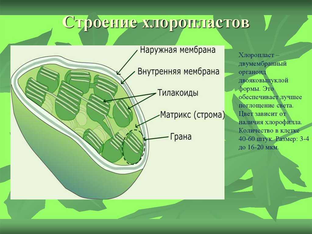 Строение и функции пластид: хлоропласт, хромопласт, лейкопласт