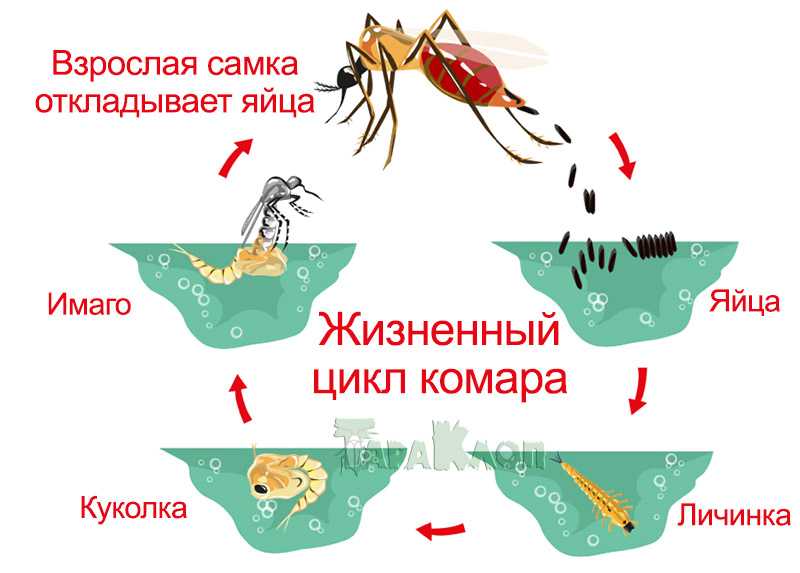 Средняя продолжительность жизни комаров составляет от четырех дней до месяца, хотя большинство видов комаров живут около