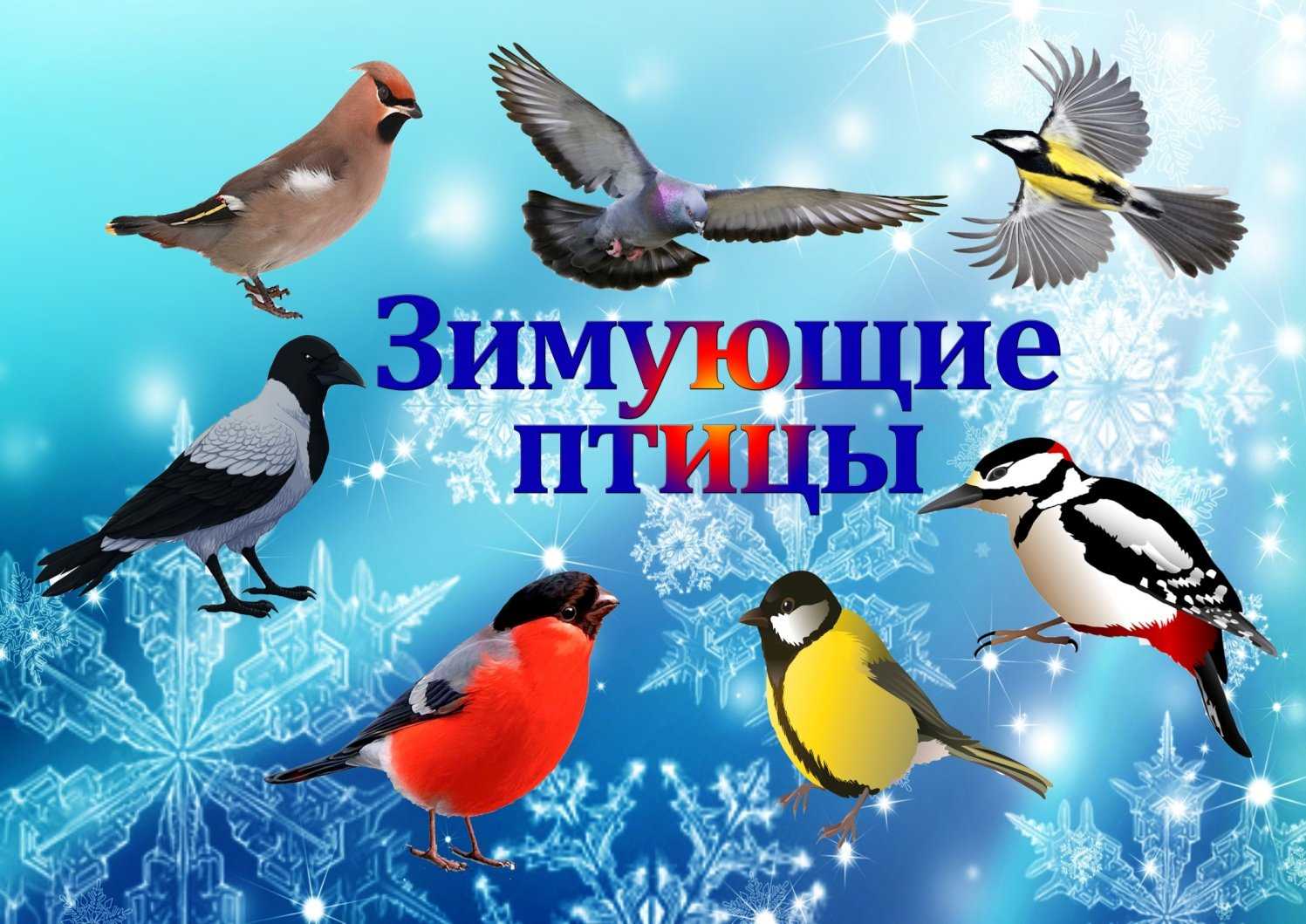 Птицы сибири. описания, названия и особенности птиц сибири | живность.ру