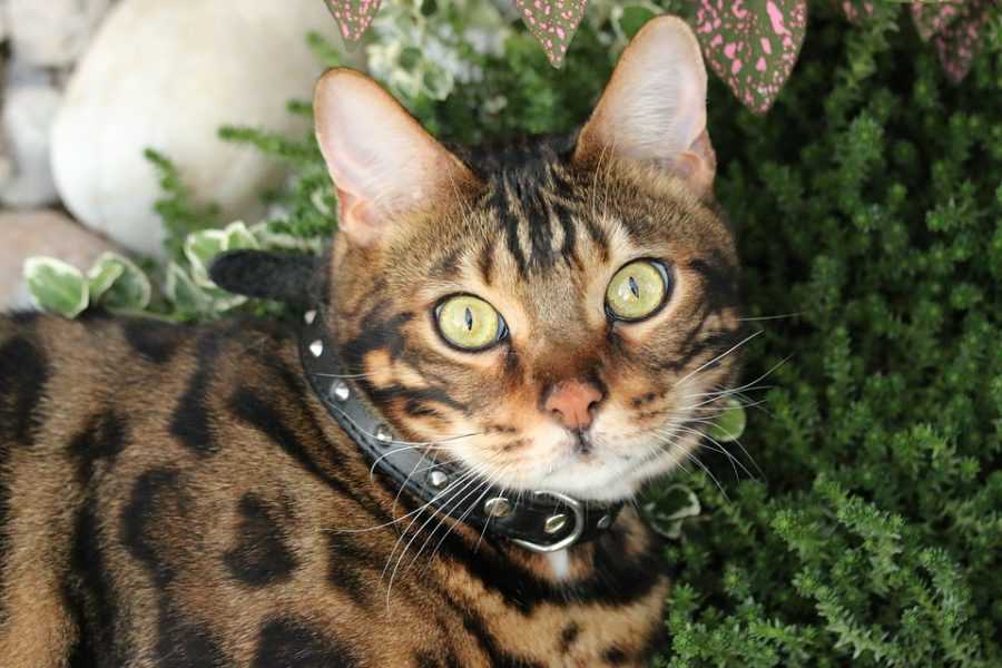 Бенгальская кошка: описание породы с фото — pet-mir.ru