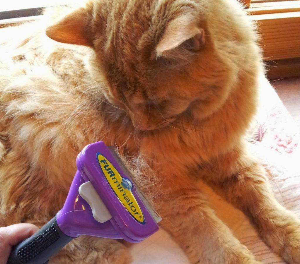 Фурминатор для кошки: выбор и использование | блог ветклиники "беланта"