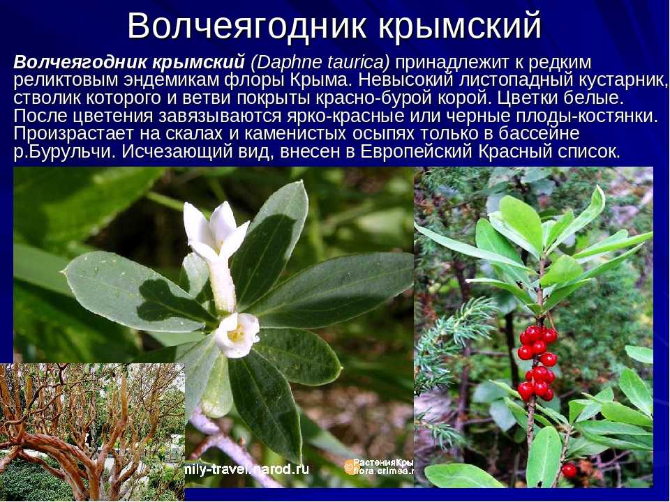 Растения крыма - фото, описание, занесенные в красную книгу