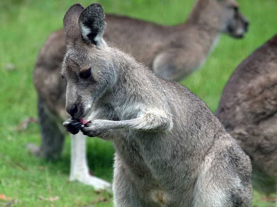 Кенгуру – визитная карточка австралии