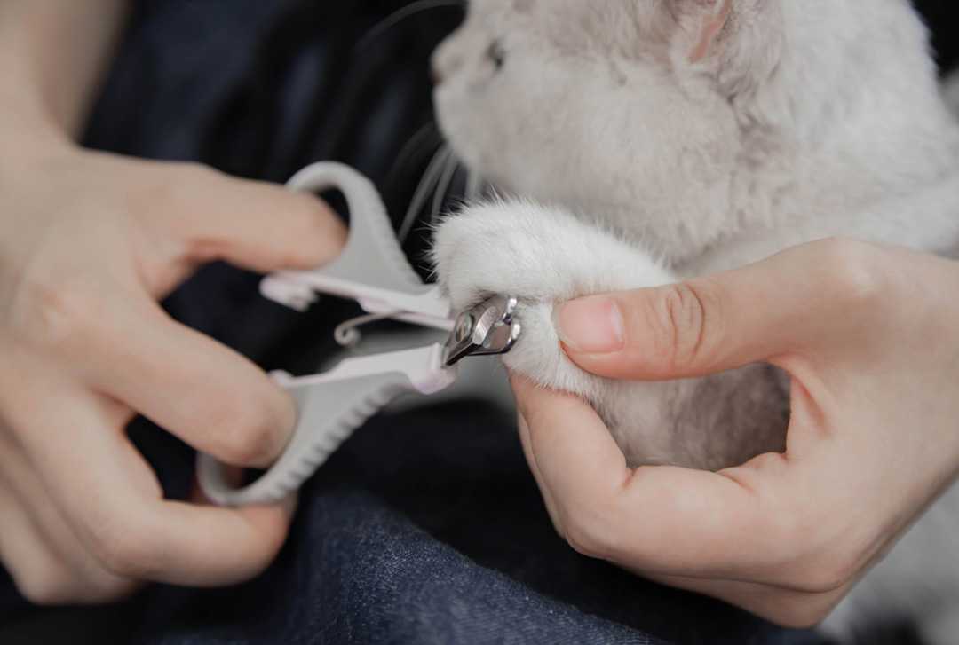 Как правильно подстричь кошке когти в домашних условиях: какие инструменты использовать?