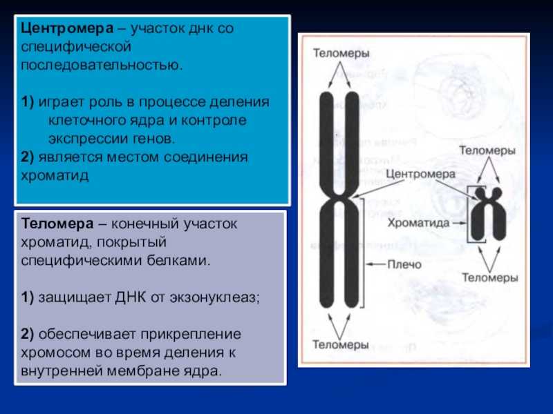 Определение, структура и функции хроматина