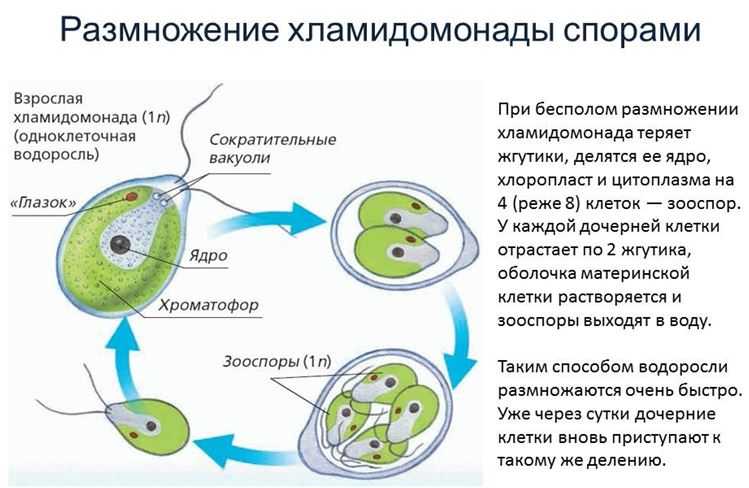 Бесполое размножение происходит с помощью б. Цикл хламидомонады схема. Размножение одноклеточных водорослей схема. Размножение хламидомонады схема. Размножение водорослей хламидомонада.