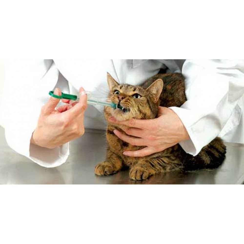 Узнайте сегодня о пяти самых распространенных способах как дать таблетку кошке или котенку
