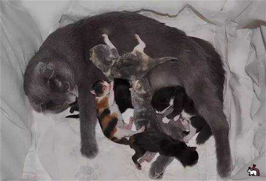 Роды у кошки. помощь кошке при родах. родовспоможение