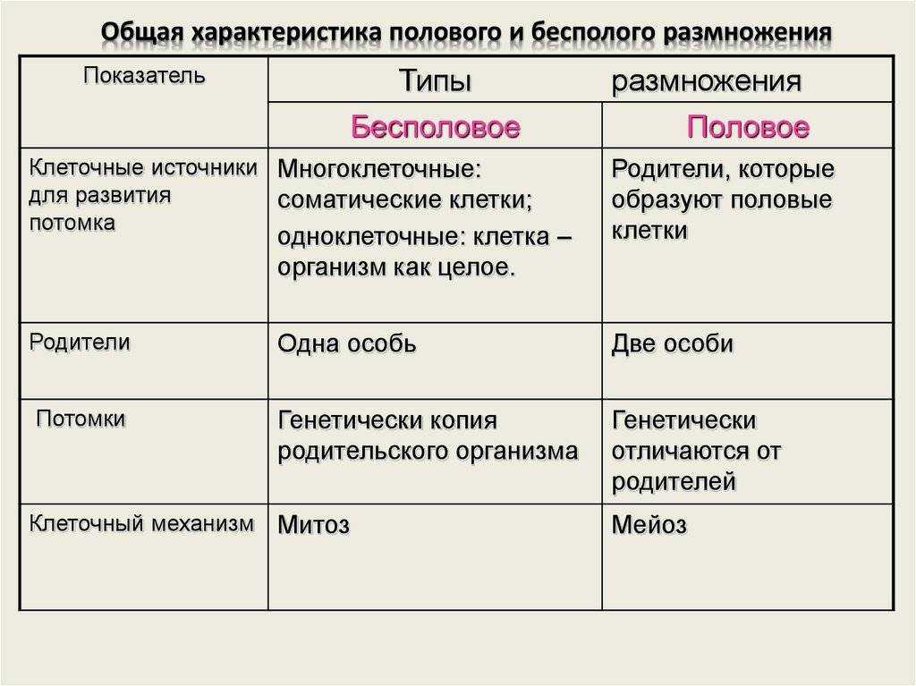Мейоз: таблица по фазам деления, характеристика стадий