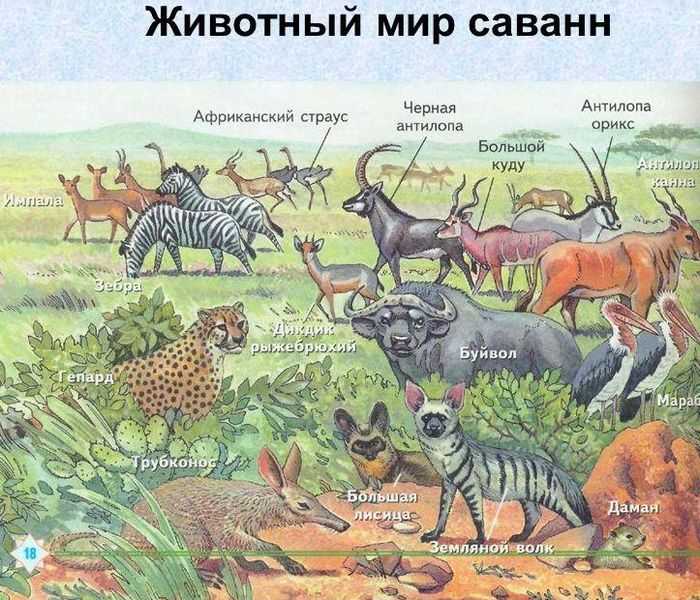 Животные африки. образ жизни и среда обитания животных африки | животный мир