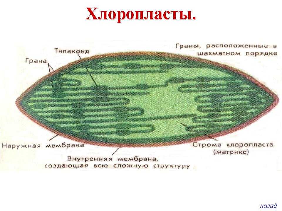 Хлоропласты: роль в процессе фотосинтеза и структура