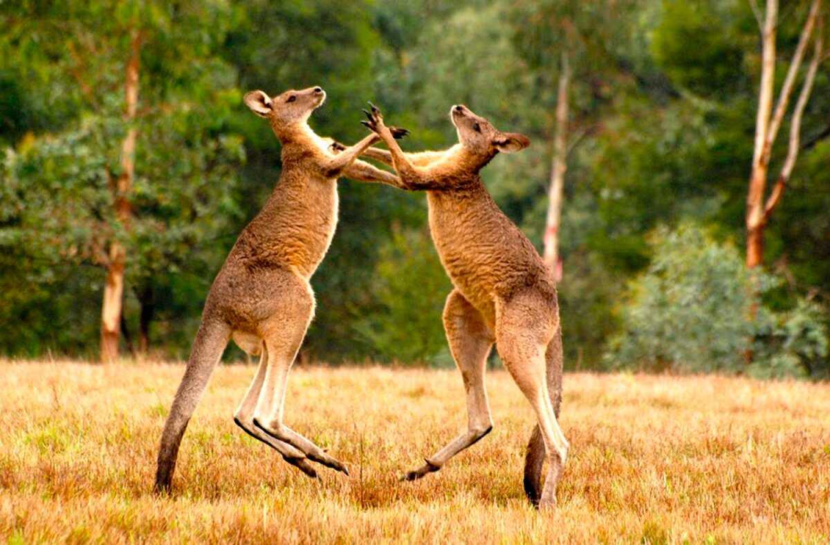 Древесный кенгуру (dendrolagus): фото, виды, интересные факты