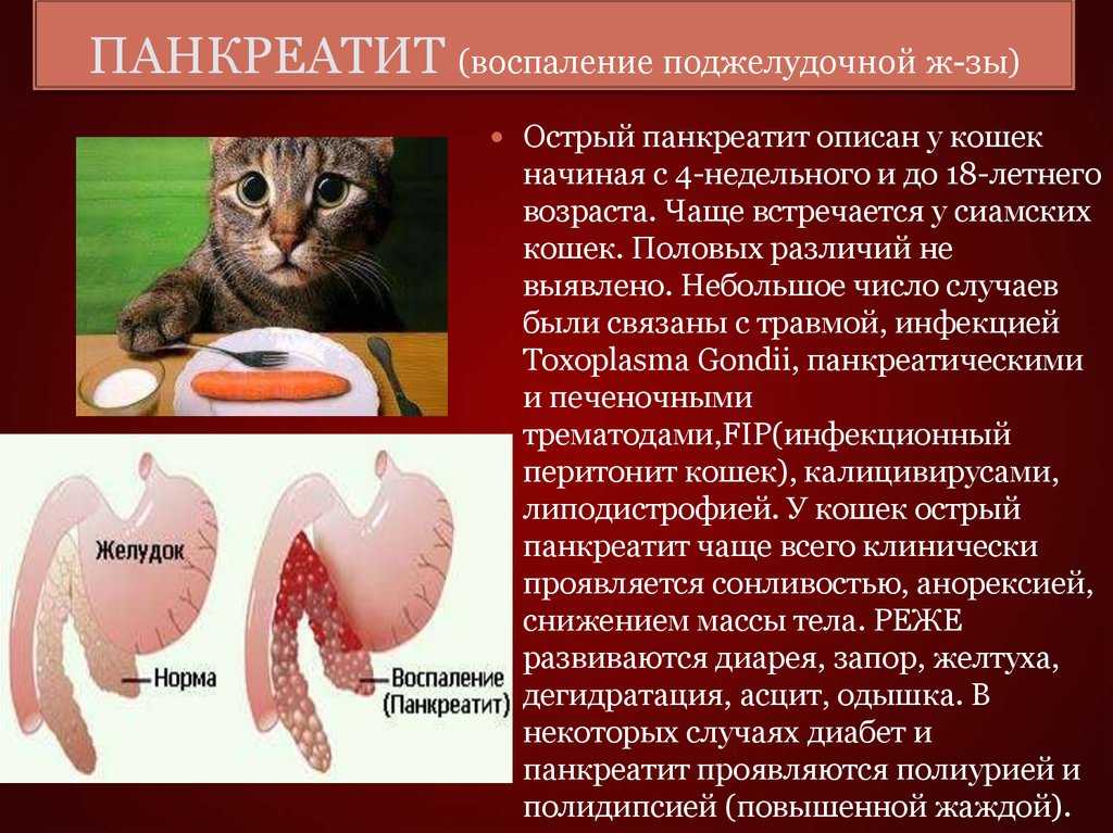 Подробно о симптомах, диагностике и лечении панкреатита у кошек Обосенности лечебного питания Видео ветеринаров
