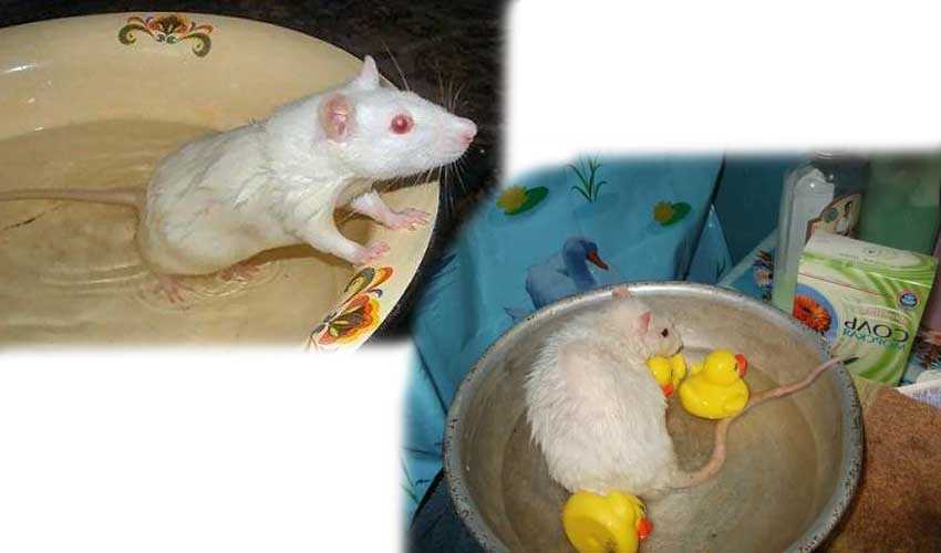 Могут ли декоративные крысы плавать
