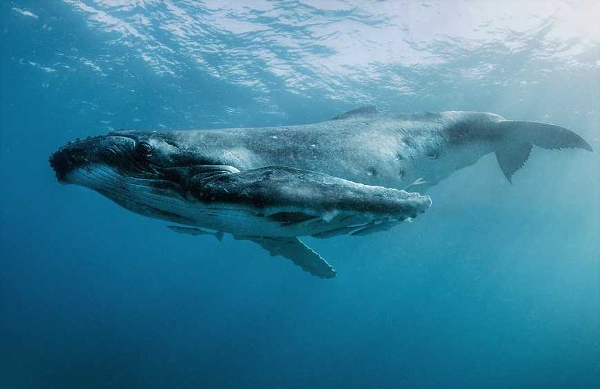 Отряд китообразные млекопитающие: описание, классификация, среда обитания и угрозы