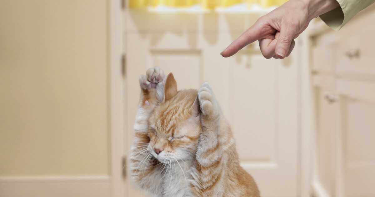 Как отучить кота драть обои: практические советы
