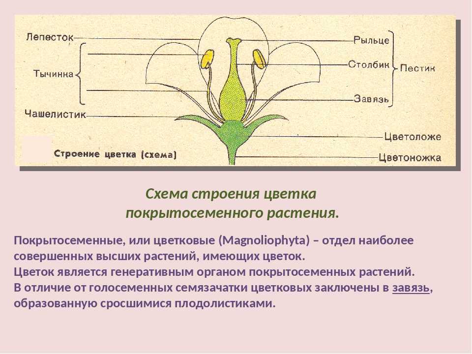 Контрольная работа органы покрытосеменных растений. Схема строения цветка покрытосеменных. Строение цветковых покрытосеменных растений. Общее строение покрытосеменных растений. Покрытосеменные строение и размножение.