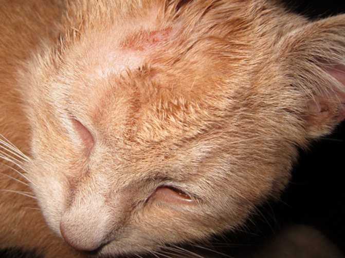 Как выглядит лишай у кошек. признаки и лечение стригущего лишая. 5 видов заболевания + 65 фото