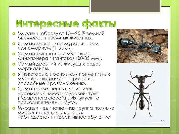 10 самых опасных насекомых в мире фото, топ-10 рейтинг самых опасных насекомых планеты для человека